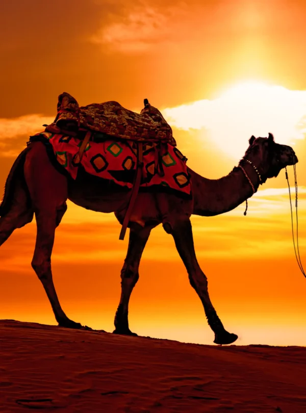 cameleers-camel-drivers-at-sunset-thar-desert-on-2023-11-27-05-02-51-utc